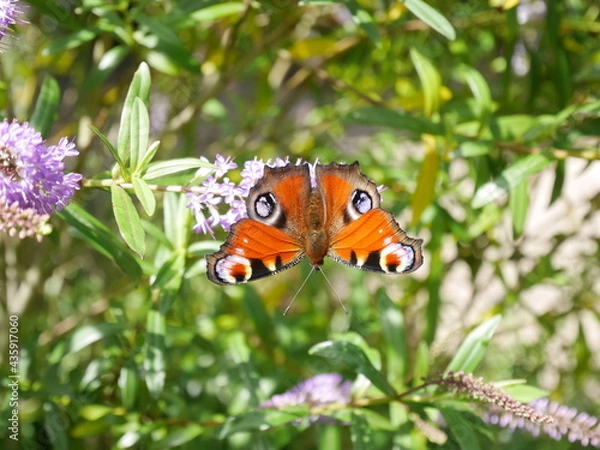 Obraz butterfly on flower