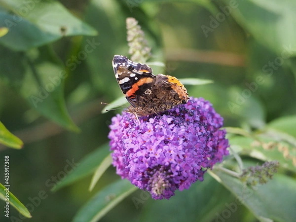 Obraz OLYMPUS DIGITAL CAMERA