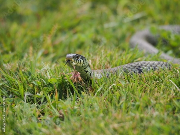 Obraz Grass snake