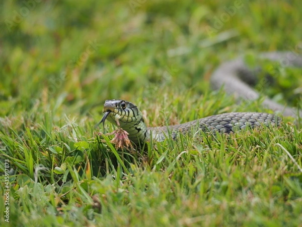 Obraz Grass Snake