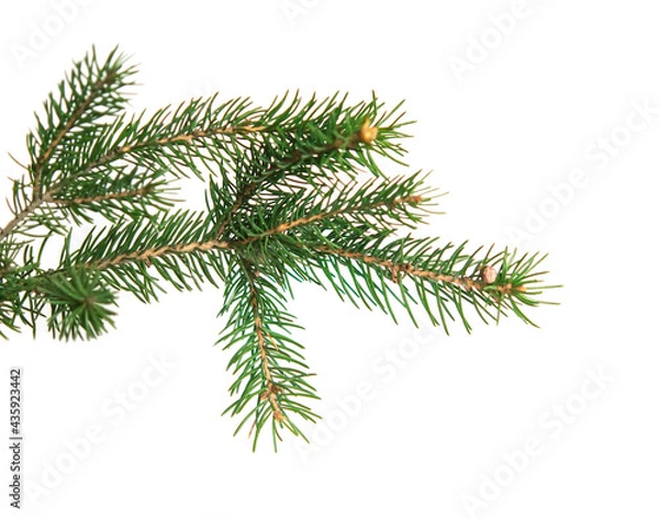 Fototapeta branch of Christmas tree  with cones isolated on white background