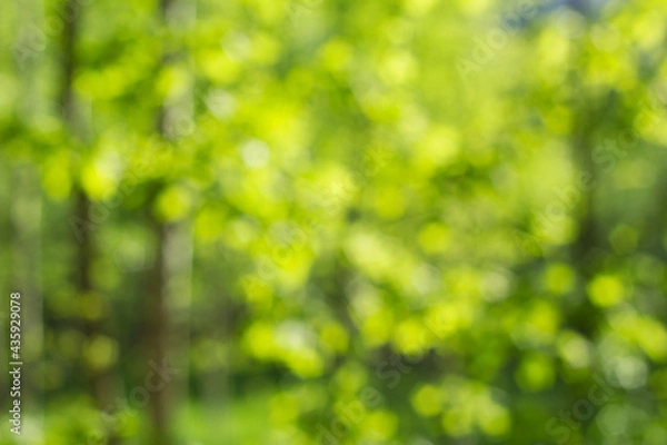 Obraz Unfocused green forest with sunlight. Summer background.