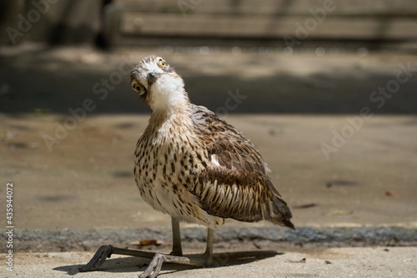 Fototapeta Bush stone-curlew looking at you while sitting and tilting the head