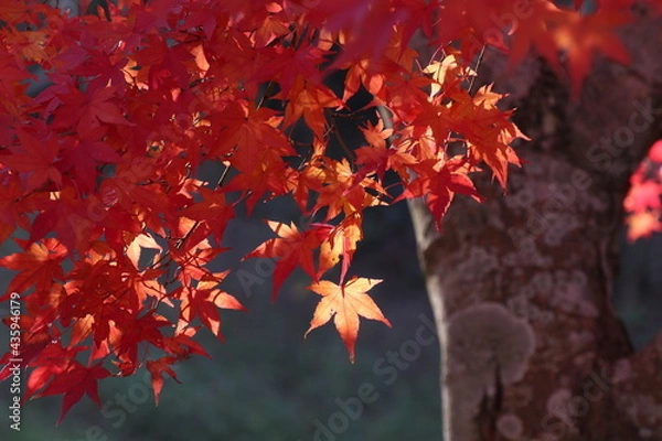 Obraz 日に照らされたモミジの葉