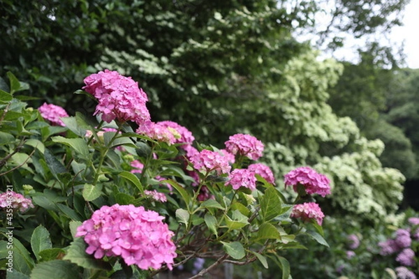 Obraz 紫陽花の花（ピンク）