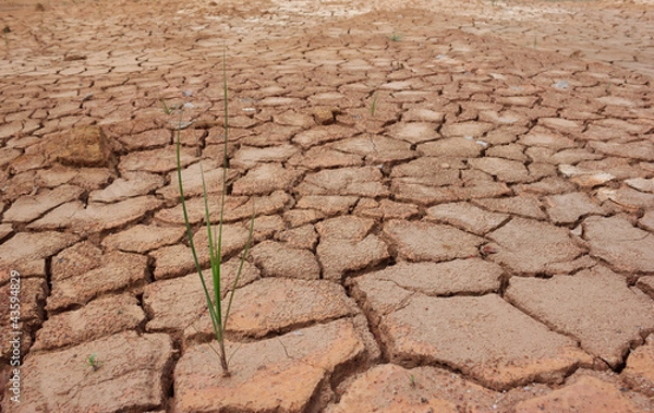 Fototapeta Grass grows from dry soil