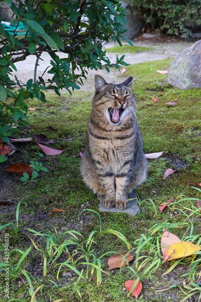 Obraz 本満寺の境内で出会った猫
