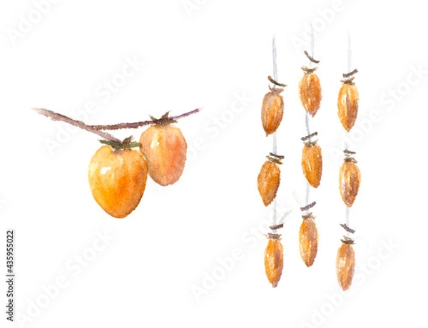 Fototapeta 渋柿と吊るし柿、干し柿の水彩イラスト