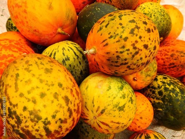 Obraz bright fresh dosakaya cucumber