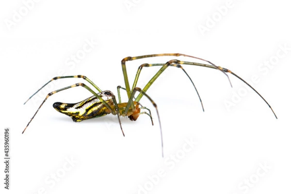 Fototapeta Image of Decorative Big-jawed Spider(Leucauge decorate) isolated on white background. Animal. Insect.