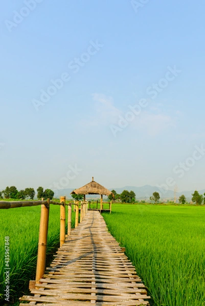Fototapeta Rice field landscape with cottage