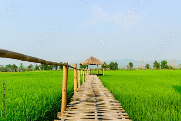 Obraz Rice field landscape with cottage