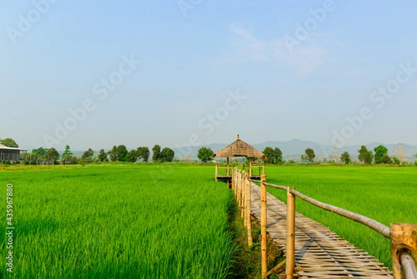 Obraz Rice field landscape with cottage