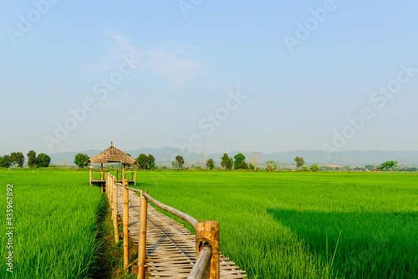 Obraz Rice field landscape with cottage