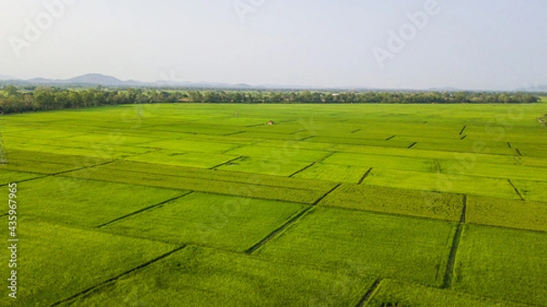 Fototapeta Top view aerial photo from flying drone of rice field landscape with cottage