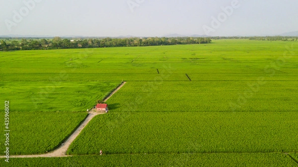 Fototapeta Top view aerial photo from flying drone of rice field landscape with cottage