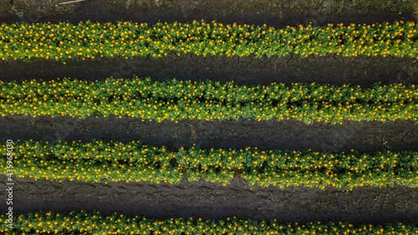 Fototapeta Top view aerial photo from flying drone of landscape with farmland Chiang Mai, Thailand