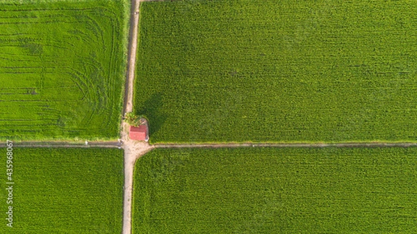 Fototapeta Top view aerial photo from flying drone of rice field landscape with cottage