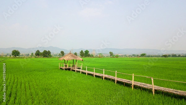 Fototapeta Top view aerial photo from flying drone of rice field landscape with cottage