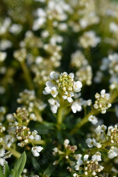Obraz Evergreen candytuft