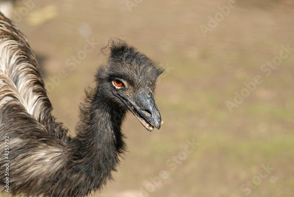 Fototapeta Ostrich emu