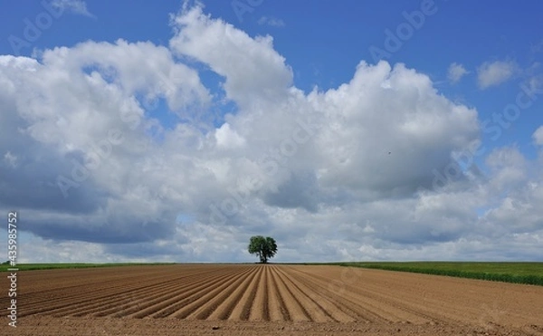 Obraz Baum im Kartoffelacker