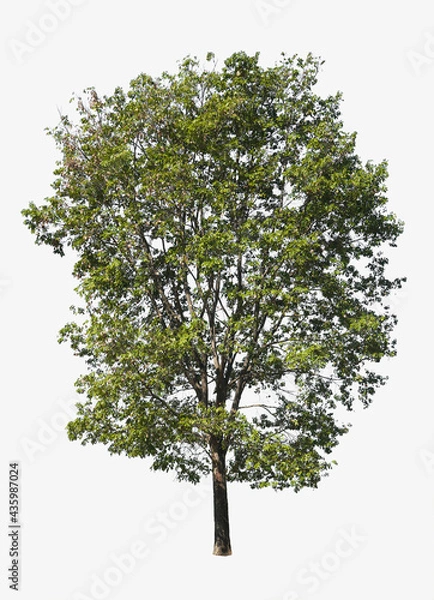 Fototapeta tree isolate on white background