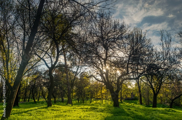 Obraz sunset in the park