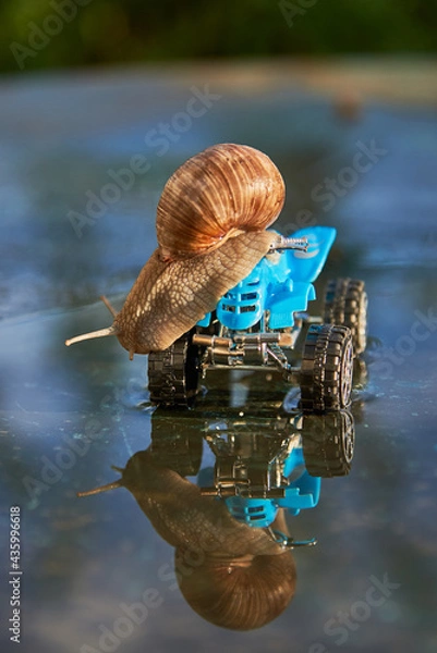 Fototapeta A large snail on a blue toy ATV is reflected in the water.