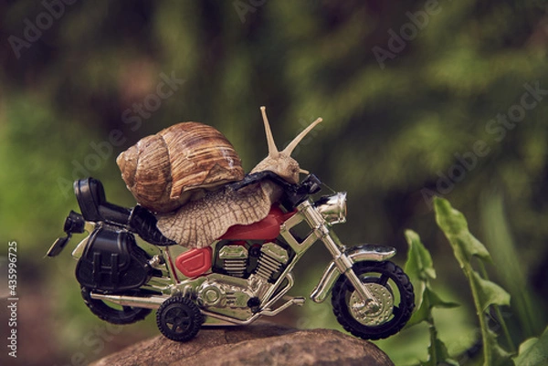 Fototapeta A garden snail on a toy motorcycle on a rock.