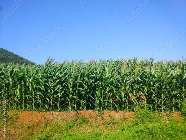 Fototapeta a photo of a corn plantation against a background of blue sky