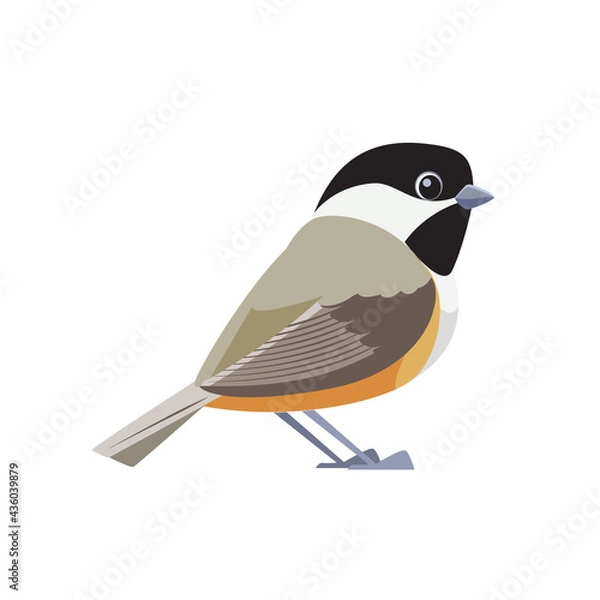 Fototapeta Black-capped chickadee is a small, songbird. It is a passerine bird in the tit family. Cartoon flat style beautiful character of ornithology, vector illustration isolated on white background