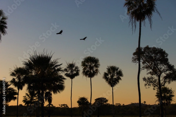 Obraz Pantanal, Brazil.
