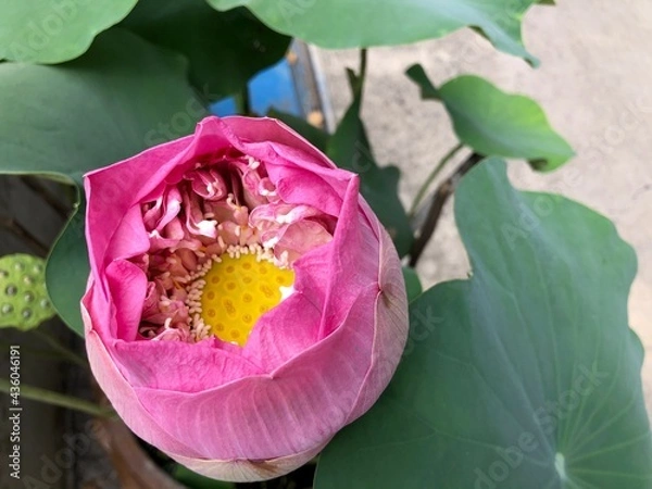 Obraz pink lotus flower in green leafs on the morning time. Lotus is the symbol of purity in buddhism.