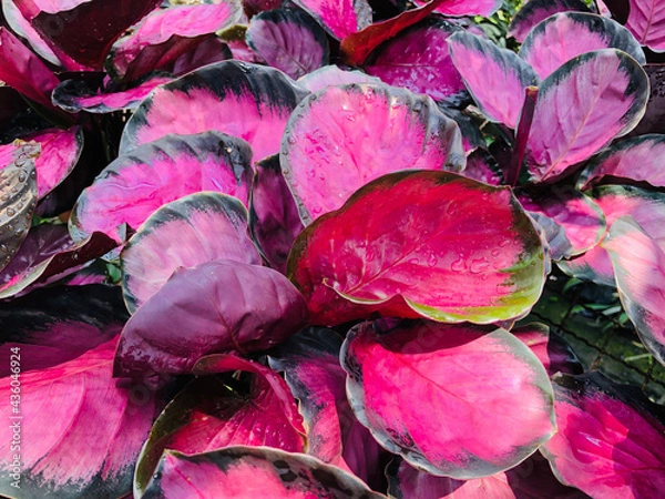 Obraz Calathea crimson pink or Calathea roseopicta in garden. Colorful foliage plant for decorate in office room or house. Can do fresh pure air in room.