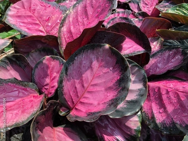 Obraz Calathea crimson pink or Calathea roseopicta in garden. Colorful foliage plant for decorate in office room or house. Can do fresh pure air in room.