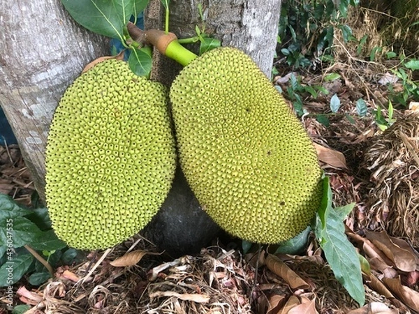 Obraz Big green Jackfruits hanging on tree. Jackfruit is most one of tropical fruits in Thailand. Good smell and sweet tasty fruit.