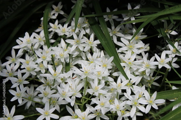 Fototapeta white flowers