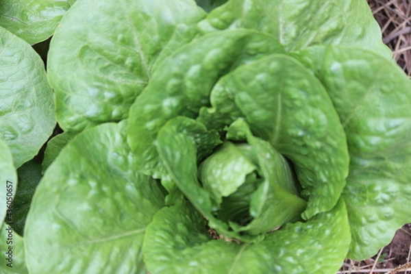 Fototapeta green lettuce