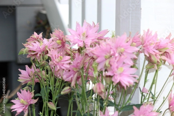 Fototapeta pink flowers in a garden