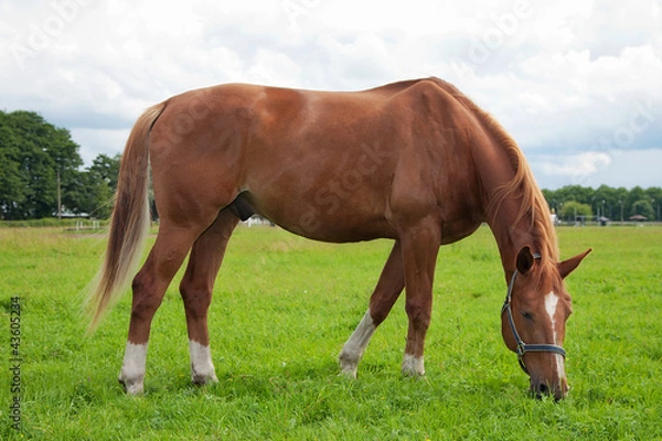 Obraz horse, field and sky