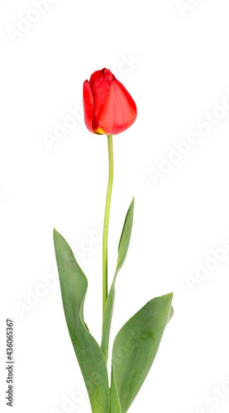 Fototapeta Tulip flower on a long stem with leaves, isolated on white background. Beautiful spring flowers.