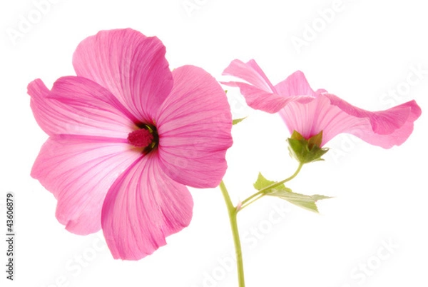 Obraz pink lavatera flowers