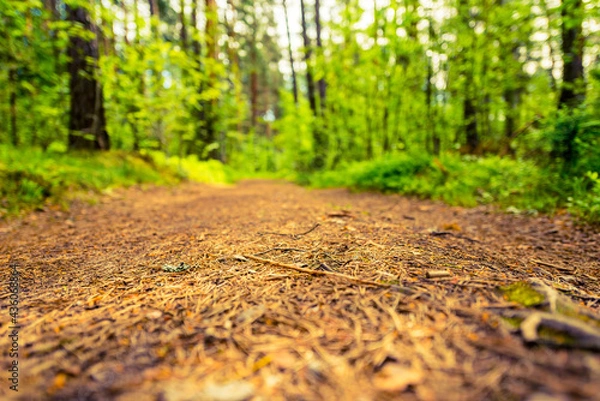 Obraz Road in summer forest. View from the road level