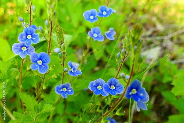 Obraz blaue Blüten, Wiesenblumen