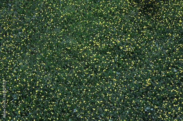 Fototapeta top view of a green field with blooming dandelions