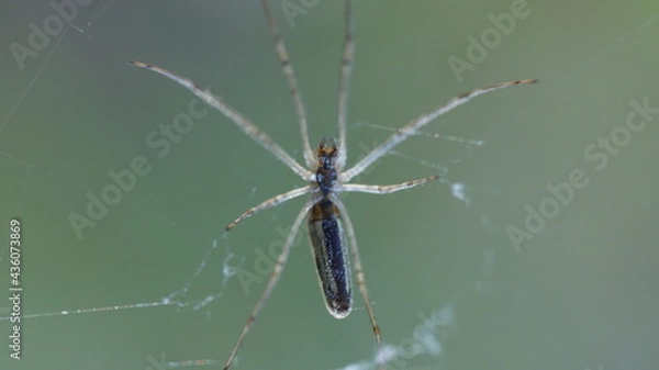 Obraz Spinne in groß!