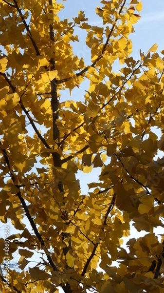 Obraz Herbstlicher Ginkgo