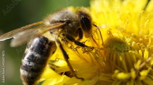 Obraz Wunderschöne Biene