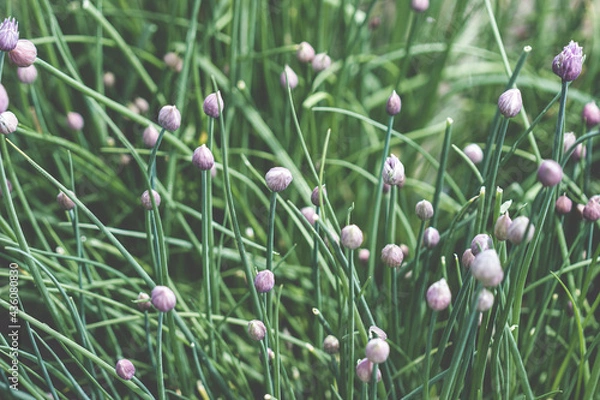 Obraz Schnittlauch mit Blüten